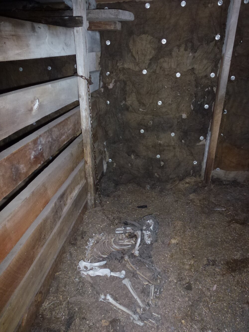 2013 Dog Skeleton, Annex of Scott's 'Terra Nova' hut 