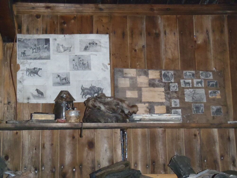 2010-11 Dog pictures above Oates' bunk, Cape Evans
