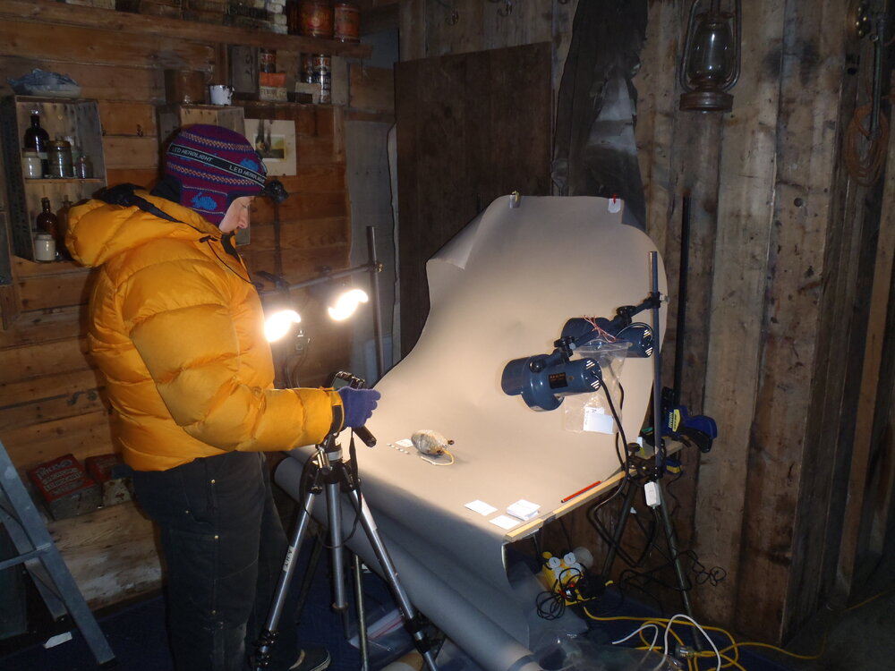 2010-11 Diana Komejan photographing artefacts inside Shackleton's 'Nimrod' hut