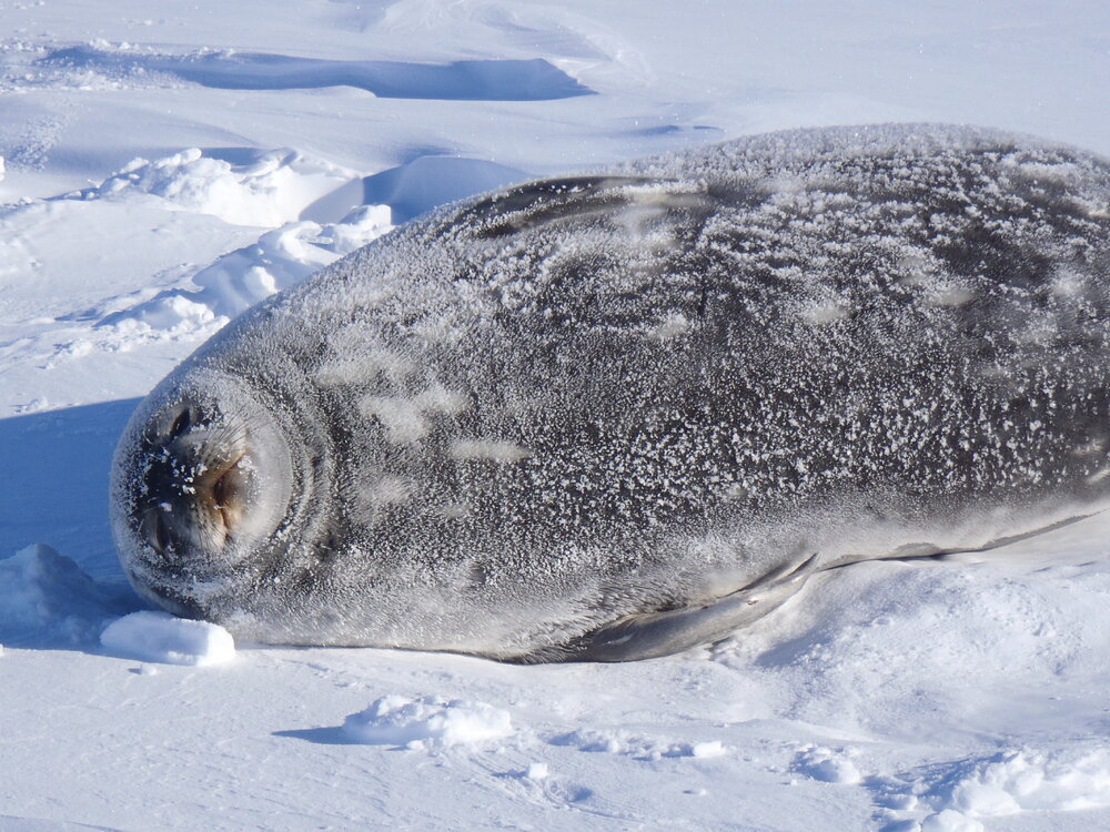 2010-11 A Seal in snow