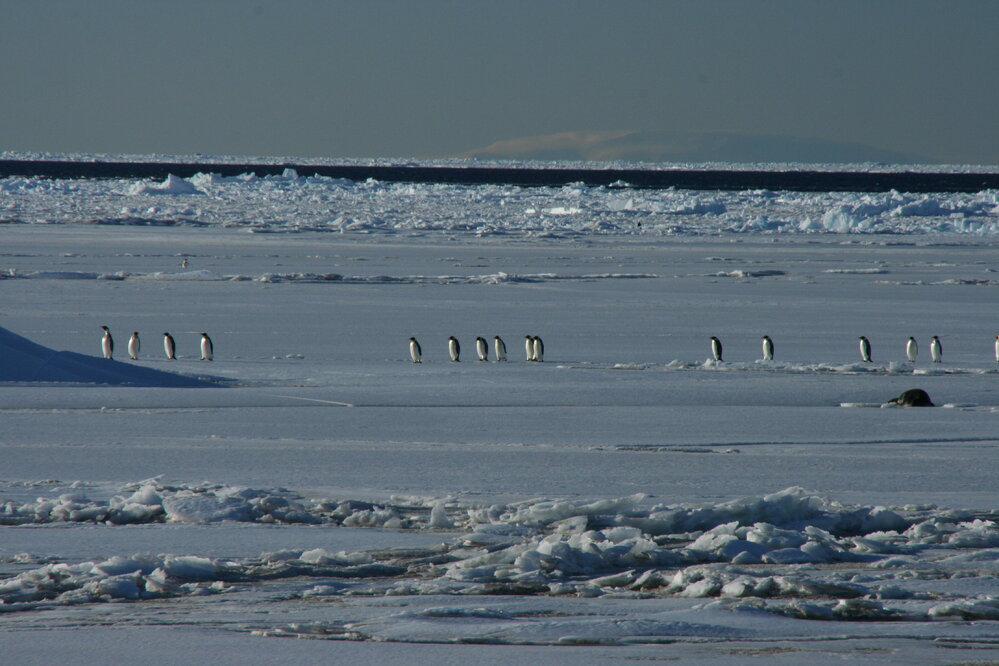 2010-11 Emperor penguins walking in line over the ice