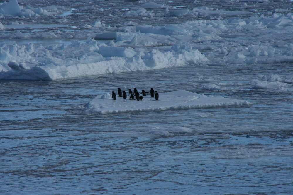 2010-11 A group of Ad&eacute;lie penguins on an ice floe