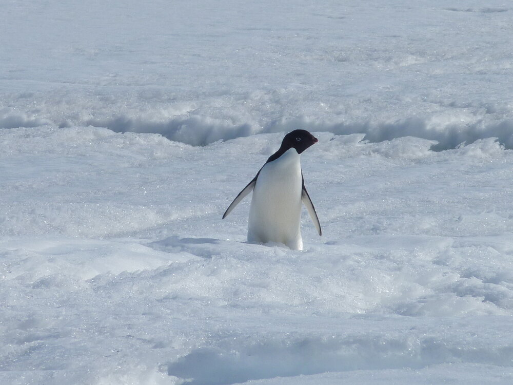 2010-11 Ad&eacute;lie penguin