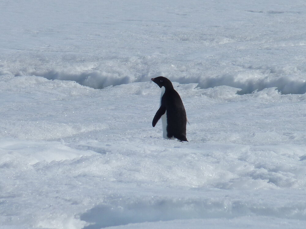 2010-11 Ad&eacute;lie penguin