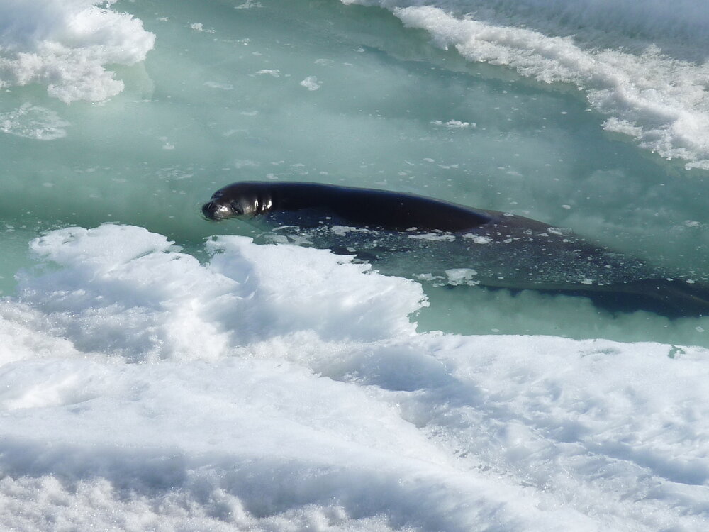 2010-11 Weddell Seal in water