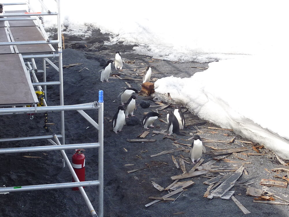 2010-11 Ad&eacute;lie penguins visit the worksite at Scott's 'Terra Nova' hut, Cape Evans (001)