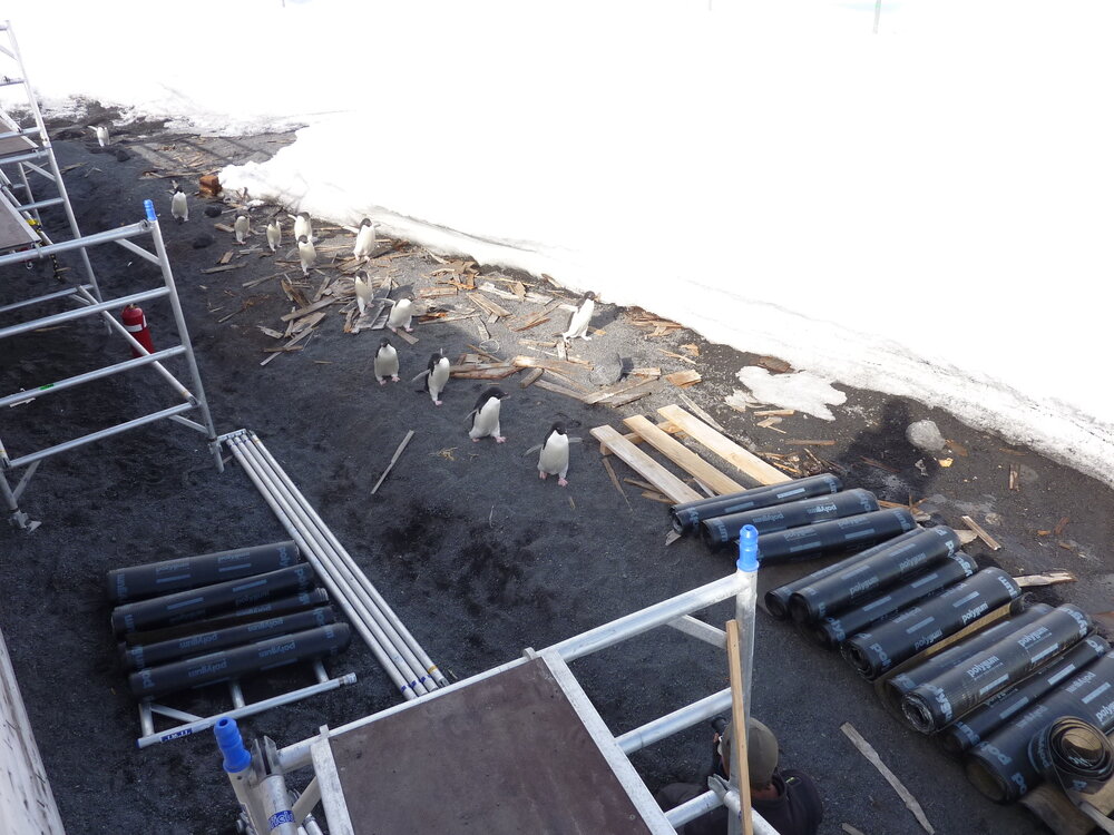 2010-11 Ad&eacute;lie penguins visit the worksite at Scott's 'Terra Nova' hut, Cape Evans (001)