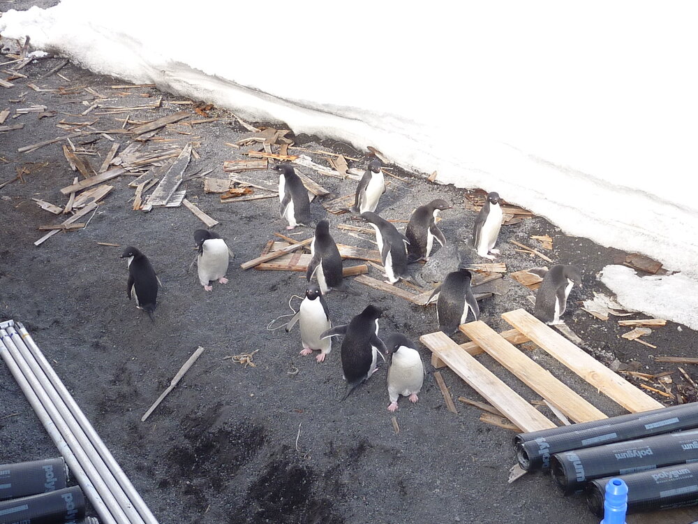 2010-11 Ad&eacute;lie penguins visit the worksite at Scott's 'Terra Nova' hut, Cape Evans (001)