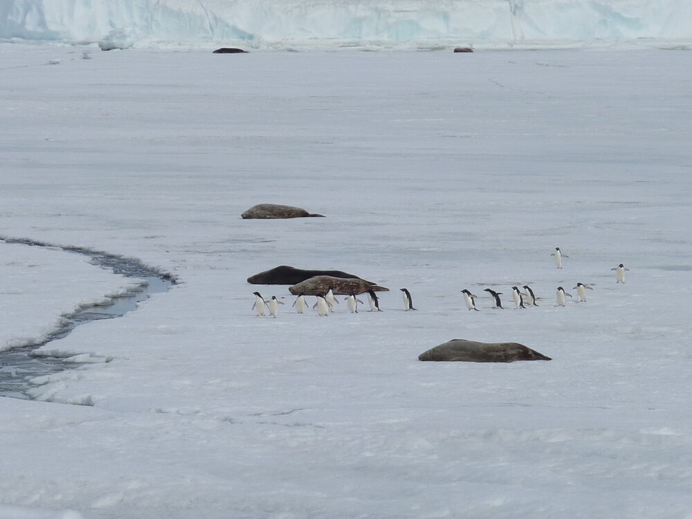 2010-11 Group of Ad&eacute;lie penguins travel past resting Weddell Seals (001)