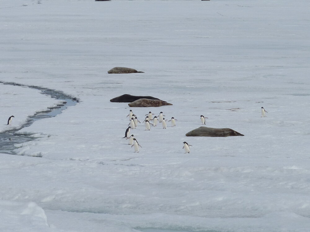 2010-11 Group of Ad&eacute;lie penguins travel past resting Weddell Seals (001)