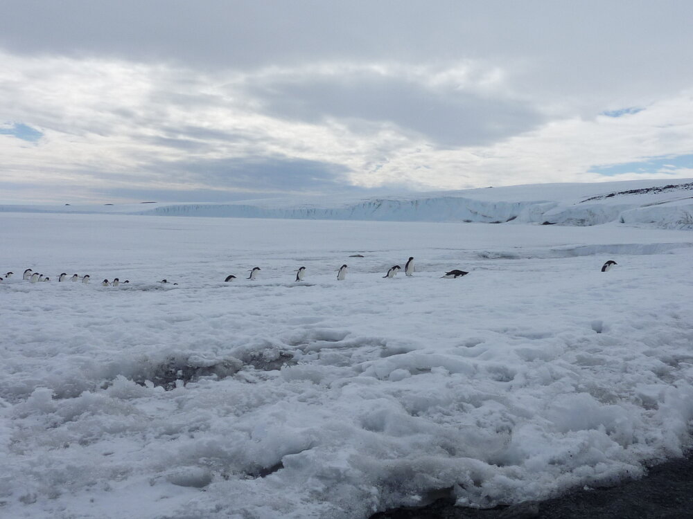 2010-11 A group of Ad&eacute;lie penguins coming 'ashore' at Home Beach, Cape Evans (001)