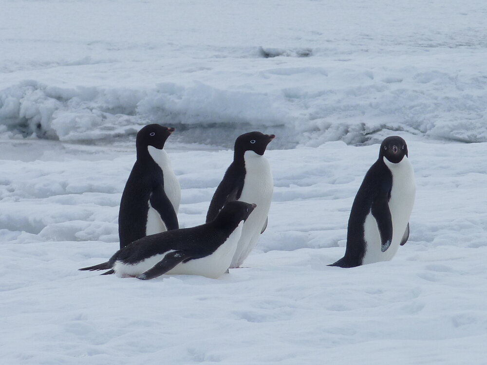 2010-11 A group of Ad&eacute;lie penguins coming 'ashore' at Home Beach, Cape Evans (002)