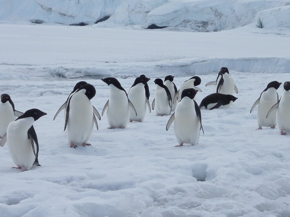 2010-11 A group of Ad&eacute;lie penguins coming 'ashore' at Home Beach, Cape Evans (003)
