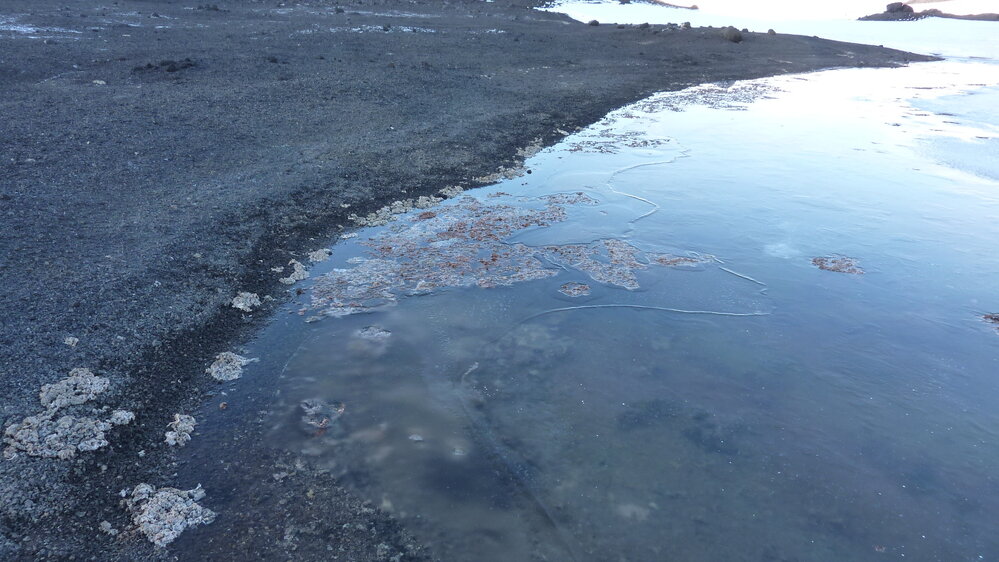 2010-11 Algae on the waters edge, Cape Evans