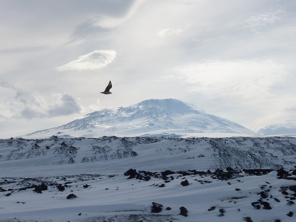 2010-11 Skua flying in front of Mount Erebus