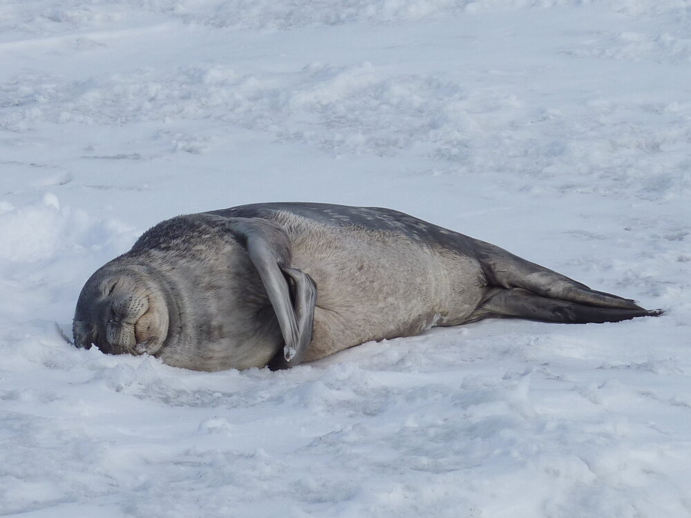 2010-11 A Weddell Seal asleep on the ice (001)
