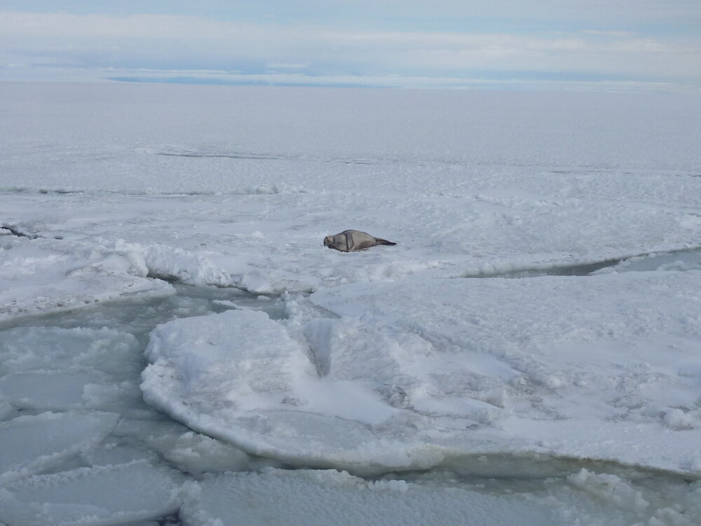 2010-11 A Weddell Seal asleep on the ice (002)