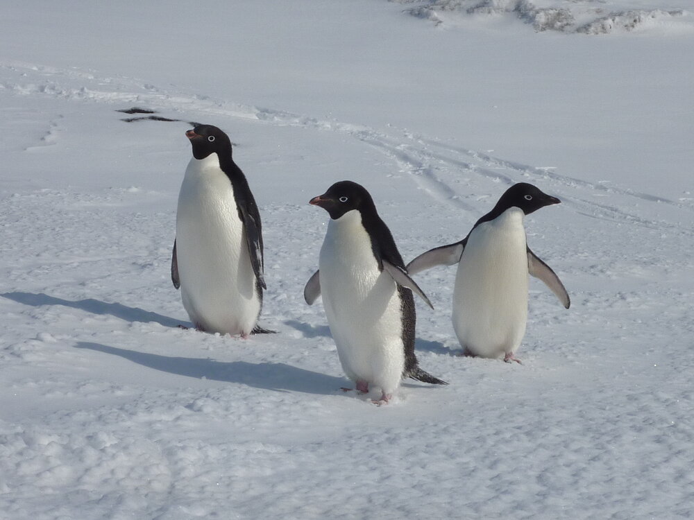 2010-11 Three Ad&eacute;lie penguins