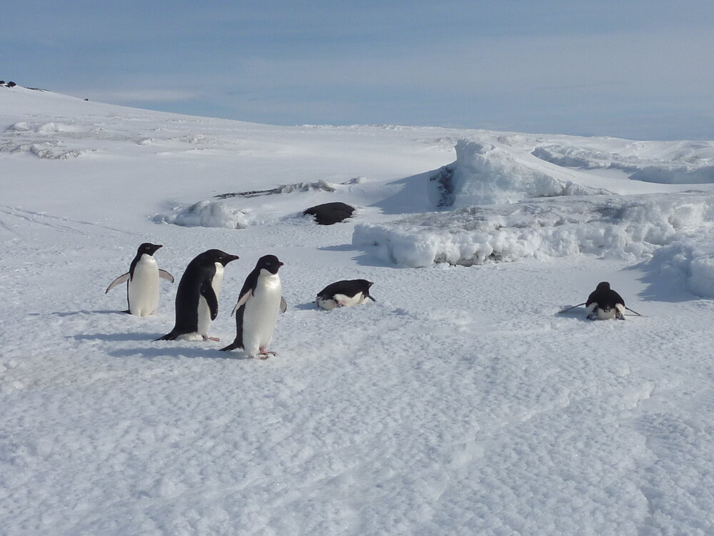 2010-11 A group of  Ad&eacute;lie penguins