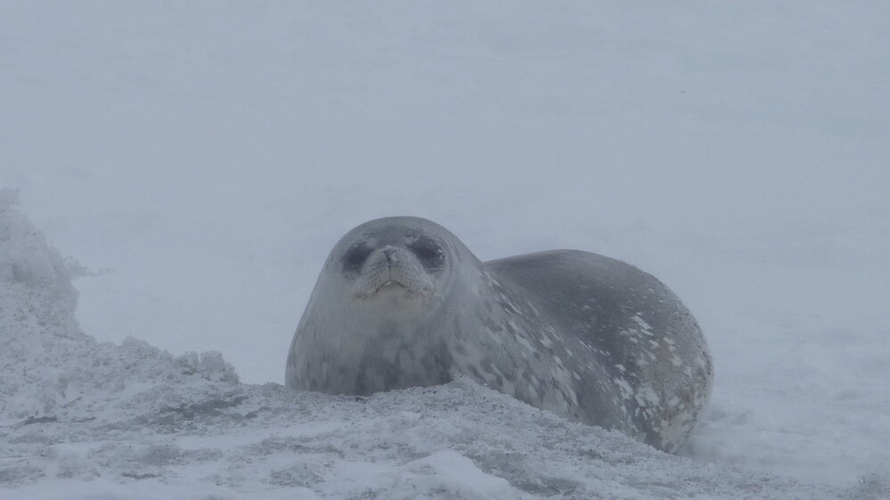 2010-11 A Weddell seal