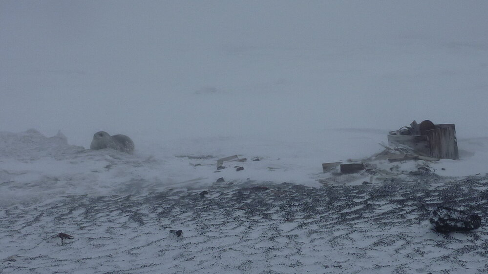 2010-11 A Weddell seal