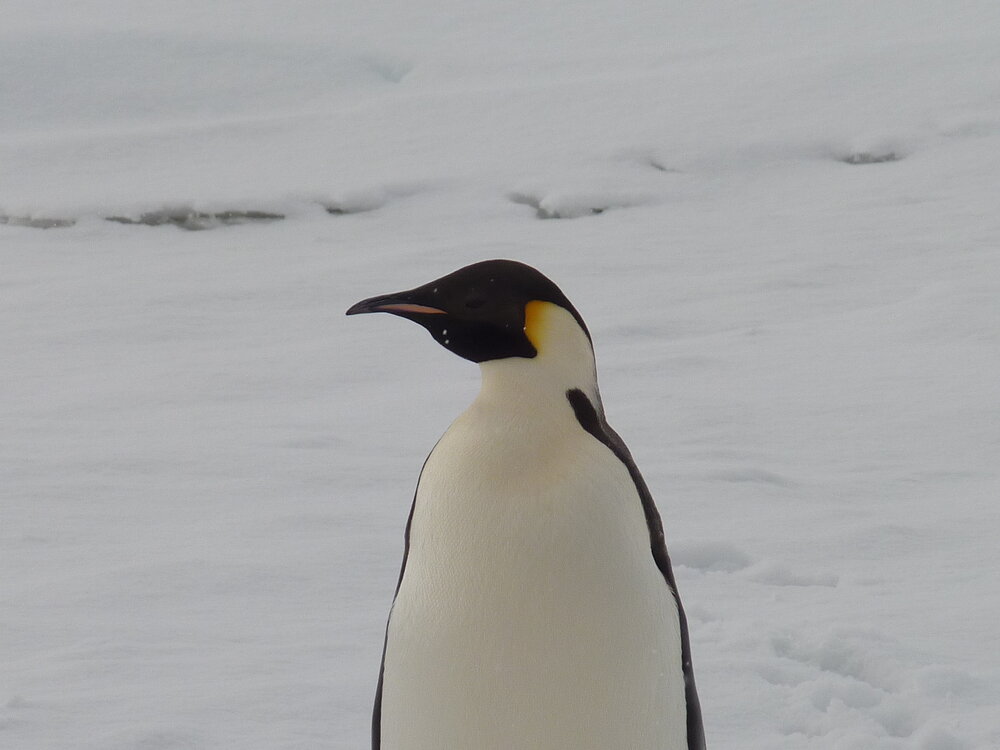 2010-11 An Emperor penguin
