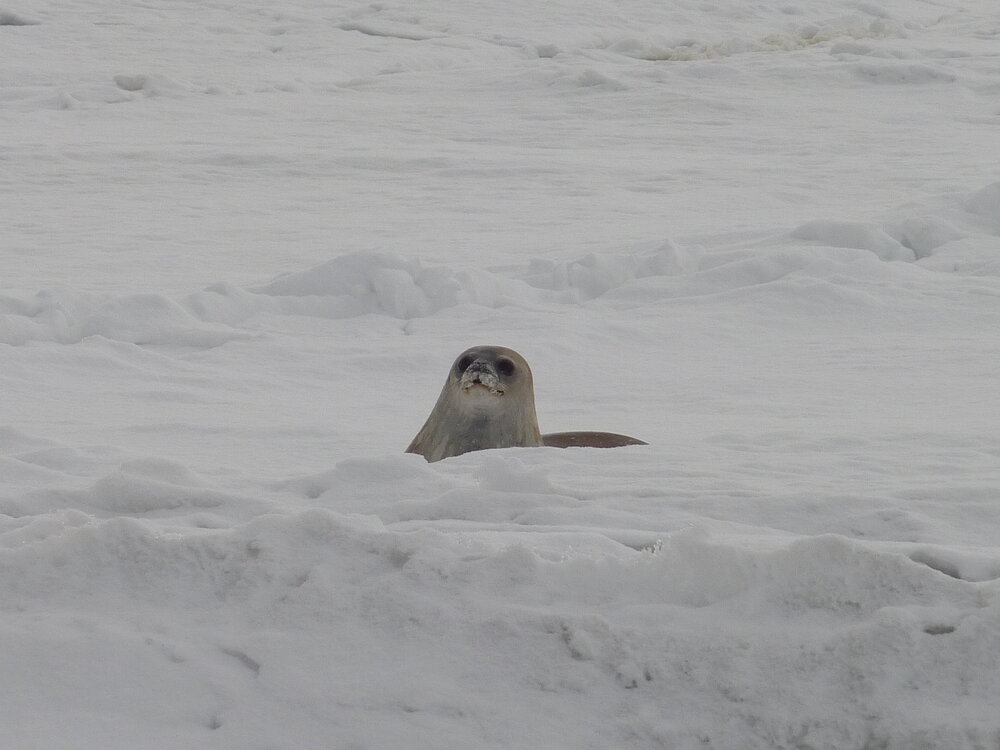 2010-11 A Weddell seal