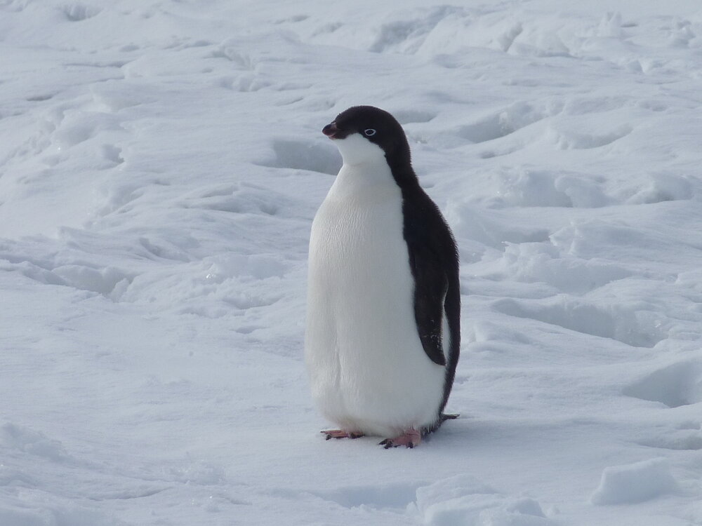 2010-11 Ad&eacute;lie penguin