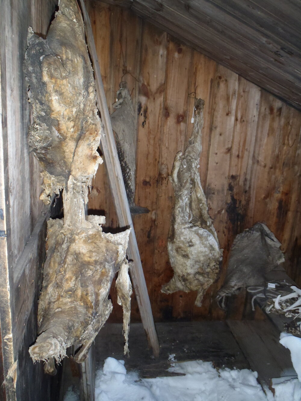2010-11 Mutton carcasses hanging inside Scott's 'Discovery' hut, Hut Point