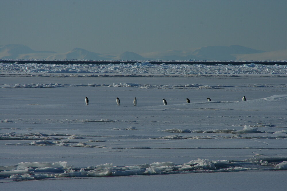 2010-11 Emperor penguins walk over the ice