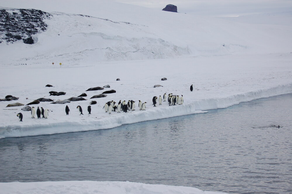 Emperor penguins and Weddell seals on banks of McMurdo Sound