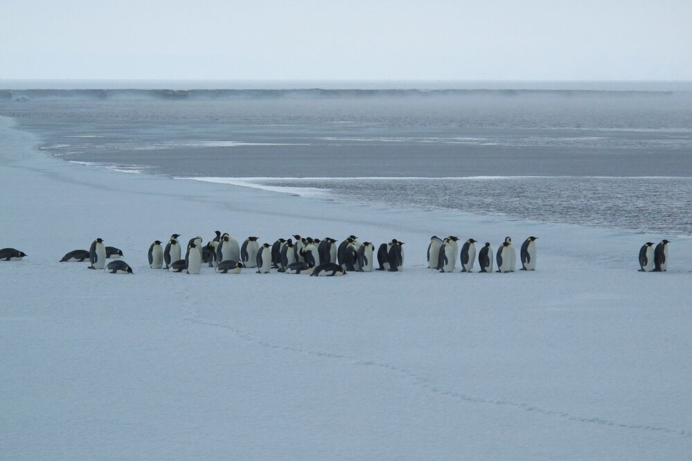 2014 Emperor penguins (001)