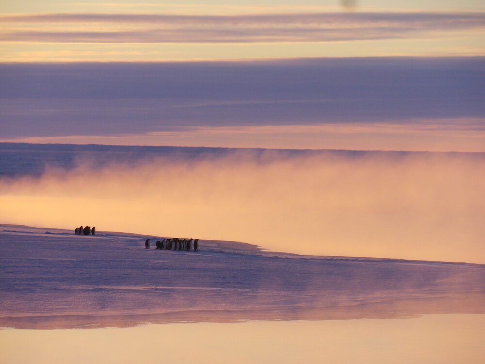 2014 Emperor penguins (003)