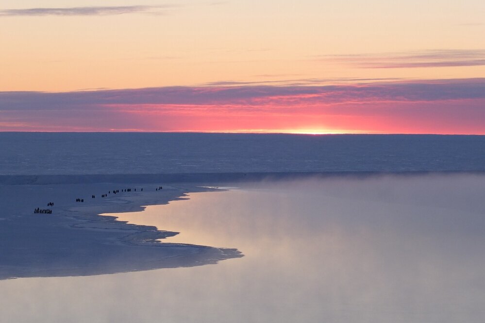 2014 Emperor penguins (004)