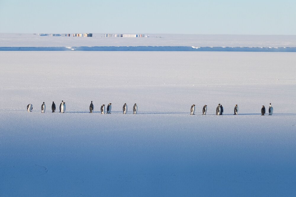 2014 Emperor penguins (005)