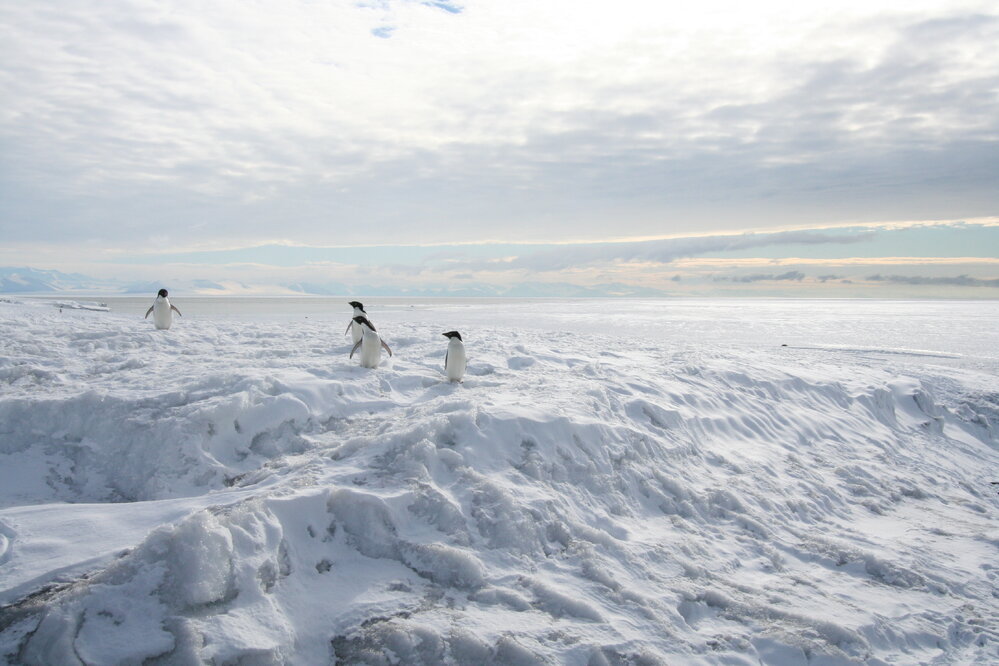 Ad&eacute;lie penguins (001)
