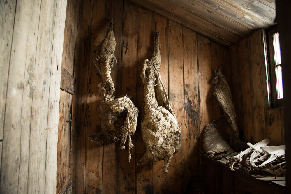 2017-18 Scott's 'Discovery' hut, interior, mutton carcases in Store Room