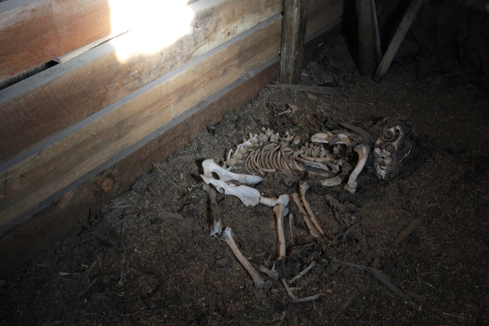 2018-19 Dog skeleton in the Stables, Cape Evans