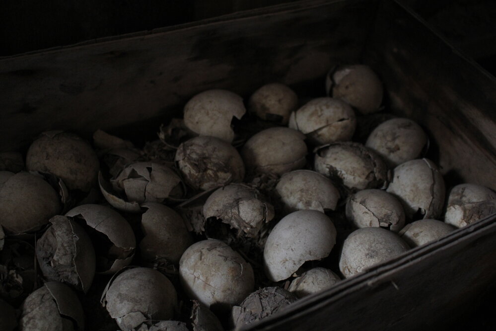 2018-19 Penguin eggs inside Scott's 'Terra Nova' hut, Cape Evans
