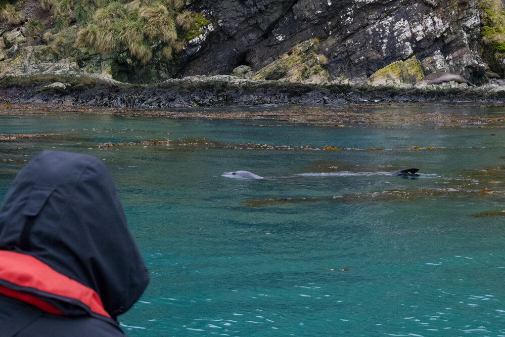 Inspiring Explorers and passengers meet a Leopard seal (002)