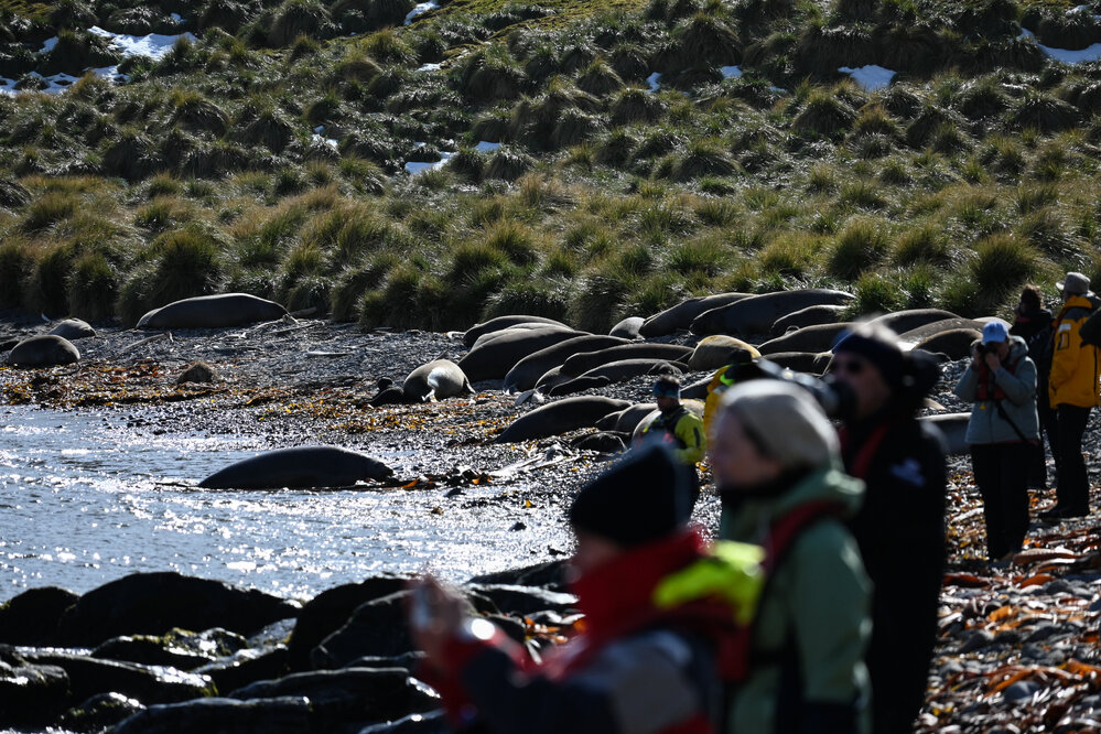 Inspiring Explorers and passengers with seals in Godthul