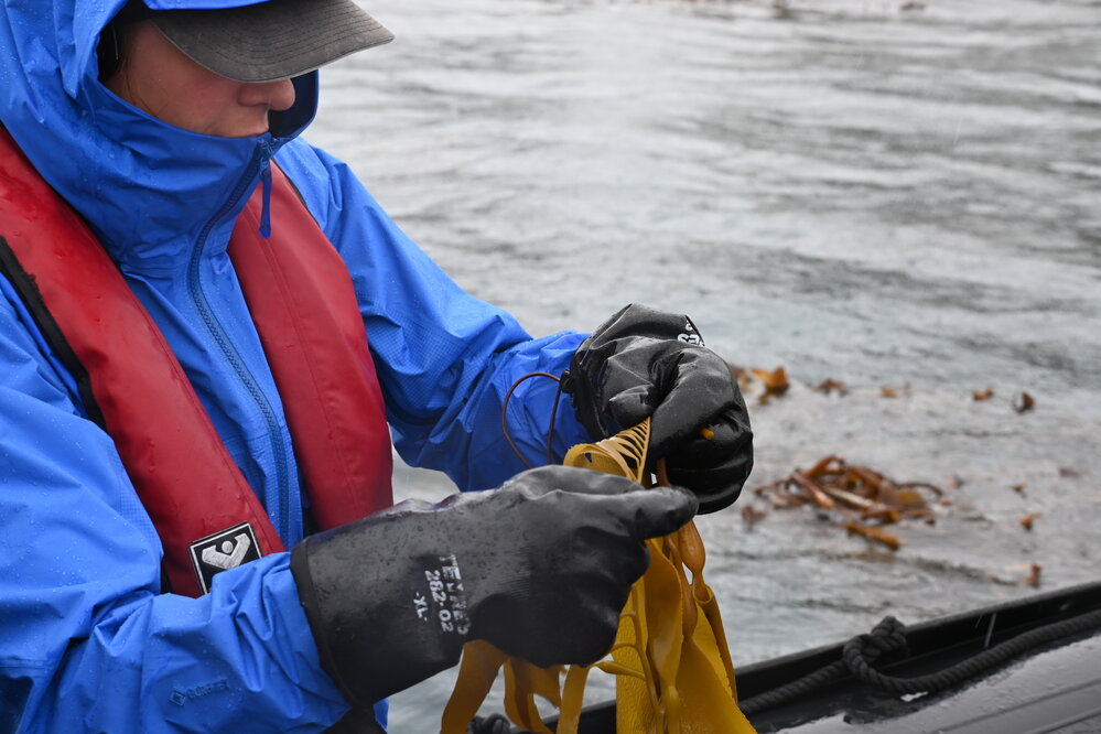 Inspiring Explorer Millie Mannering looks at kelp in Gold Harbour (001)
