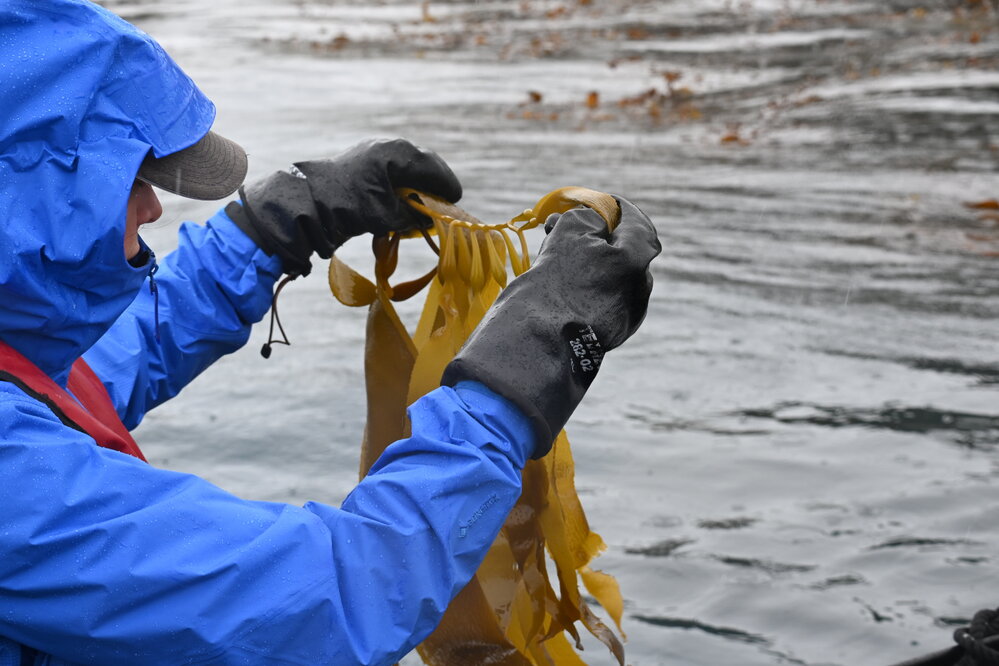 Inspiring Explorer Millie Mannering looks at kelp in Gold Harbour (002)