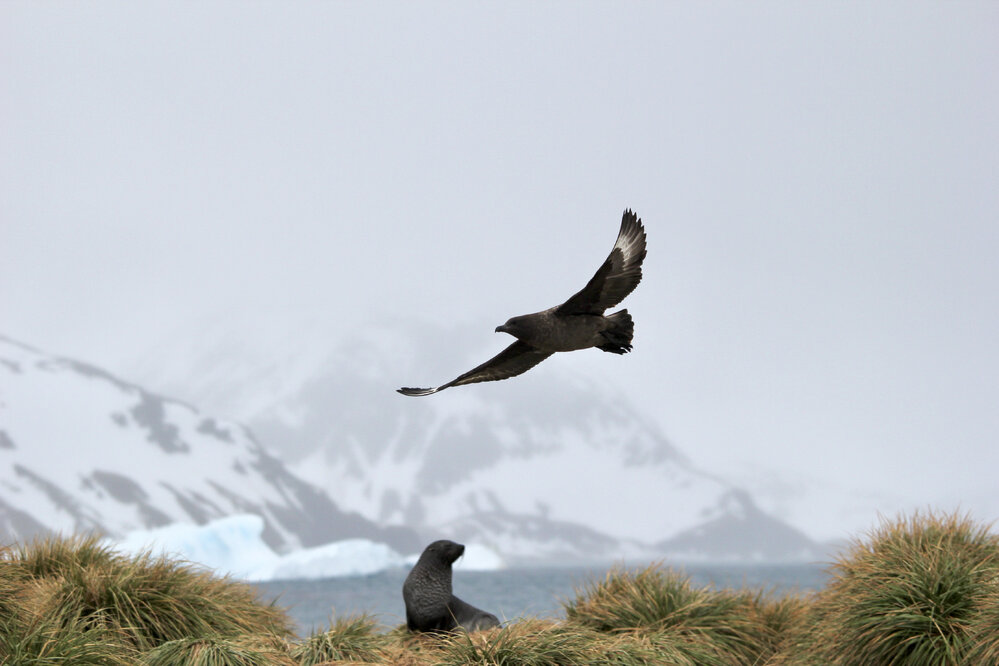 Skua and a Fur seal, South Georgia