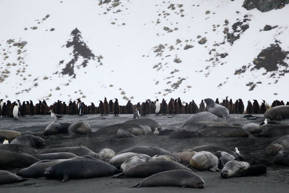 King penguins and seals at Gold Harbour, South Georgia