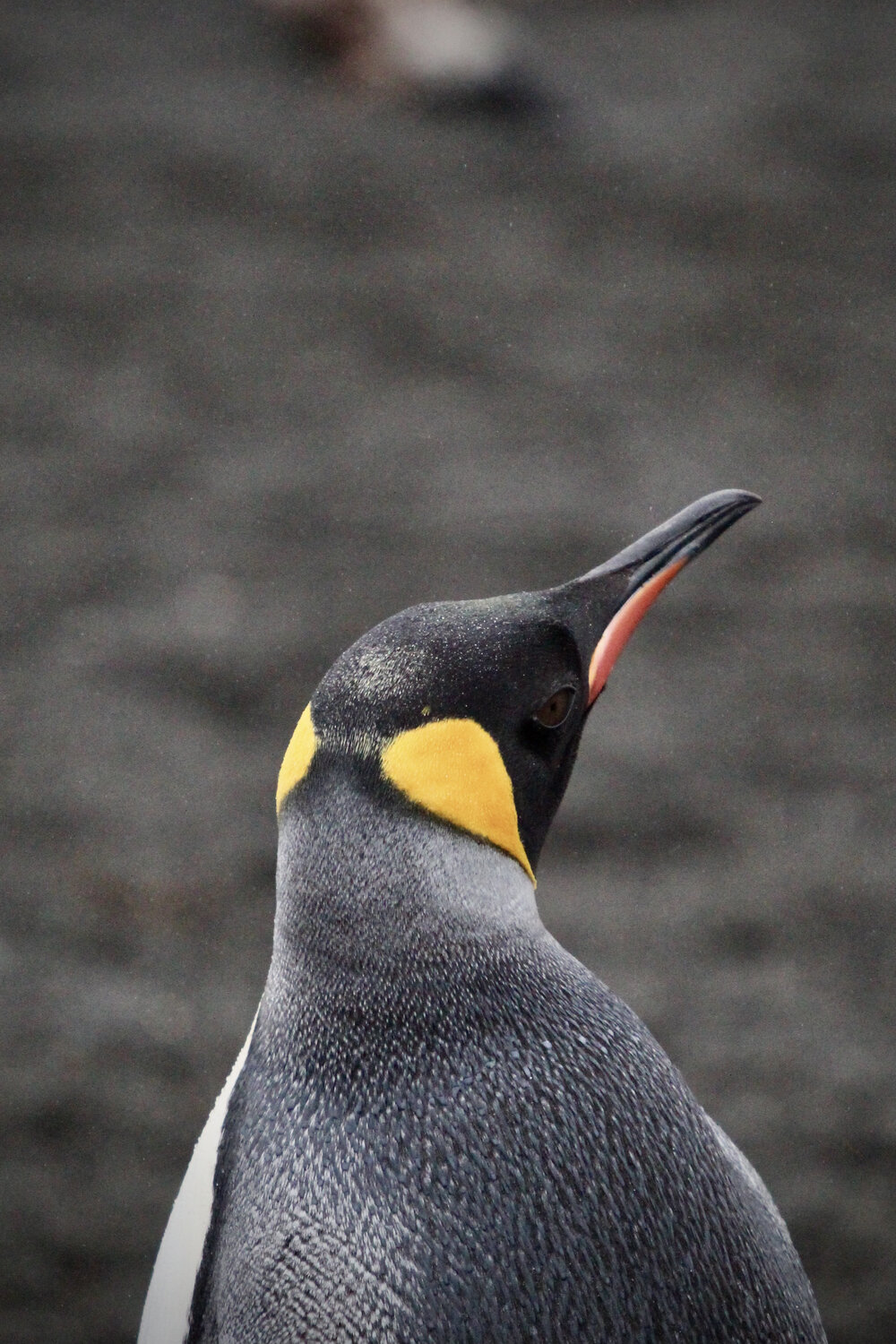 King penguin, South Georgia (001)