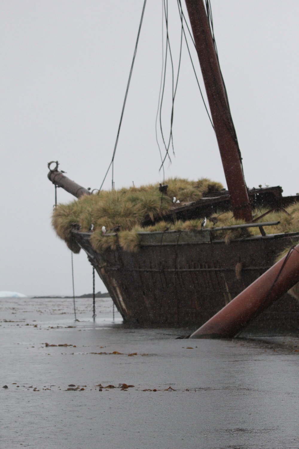 Shipwreck in Ocean Harbour, South Georgia
