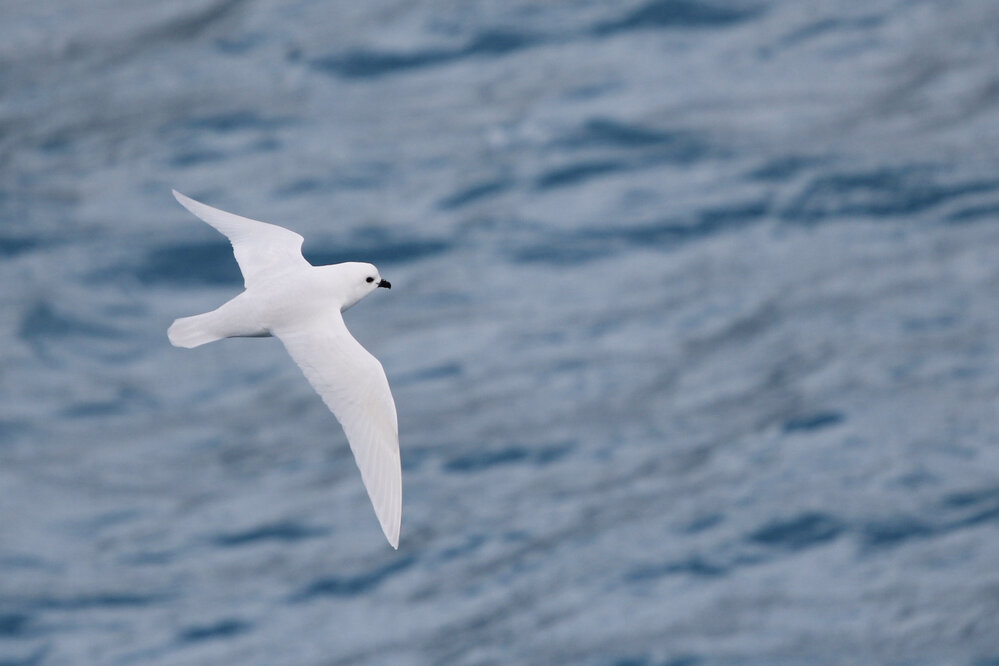 Snow Petrel, South Georgia