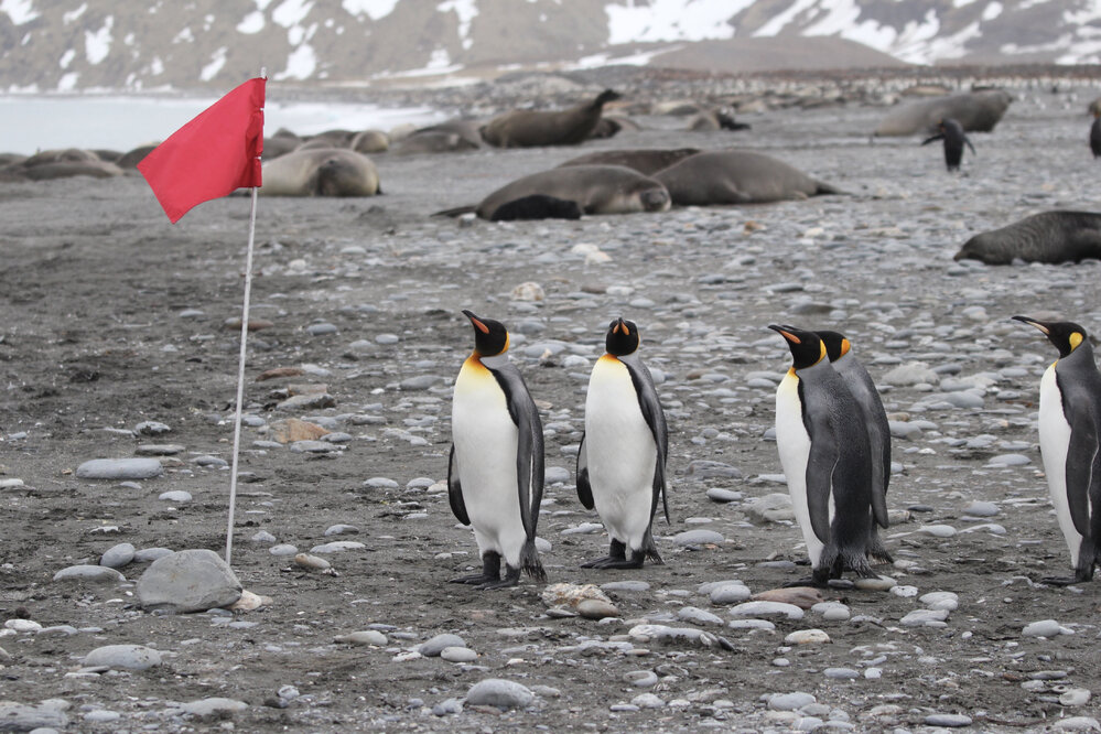 King penguins at St Andrews Bay, South Georgia (001)