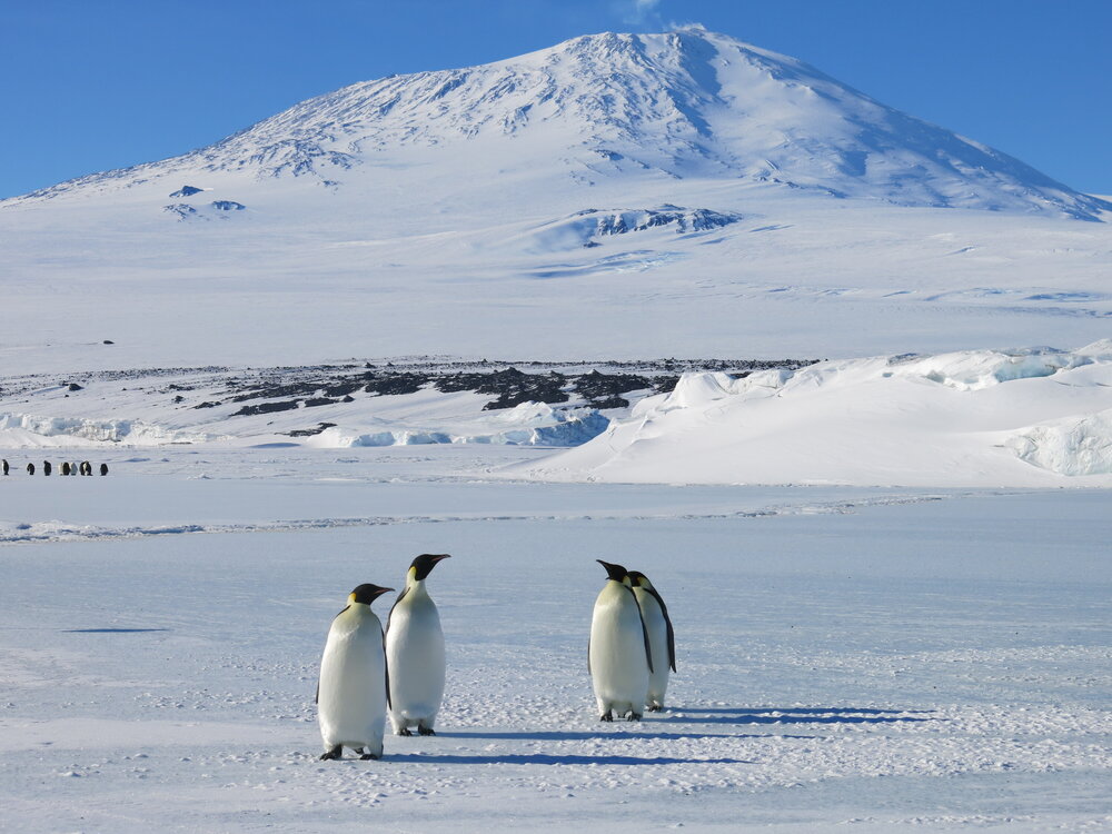 2014-15 Cape Evans, Emperor penguins and Mount Erebus